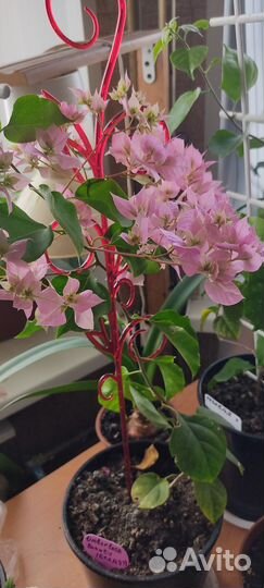 Бугенвиллея