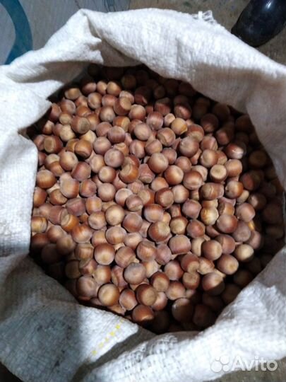 Орех фундук