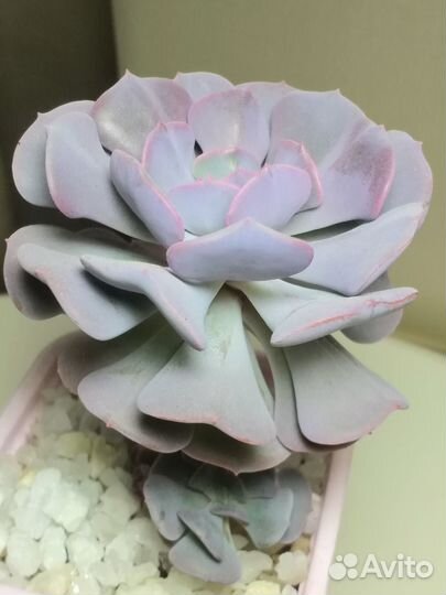 Суккуленты