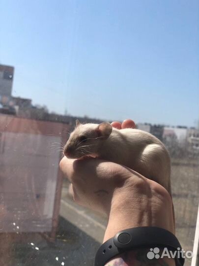 Крысы дамбо