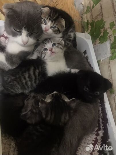 Вислоухие котята
