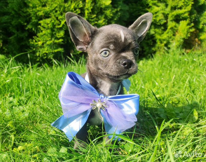 Голубые мальчики чихуахуа