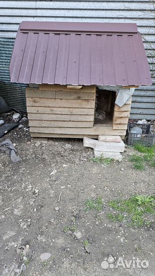 Собачья будка