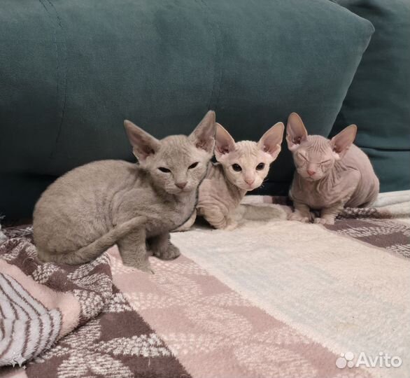 Донской сфинкс котята
