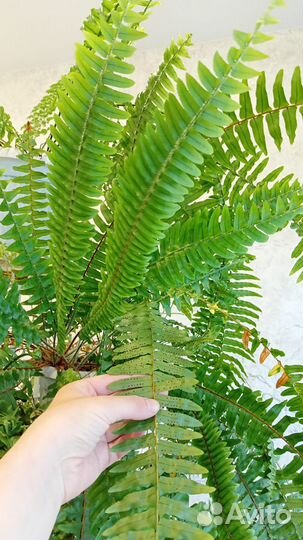 Папоротник нефролепис