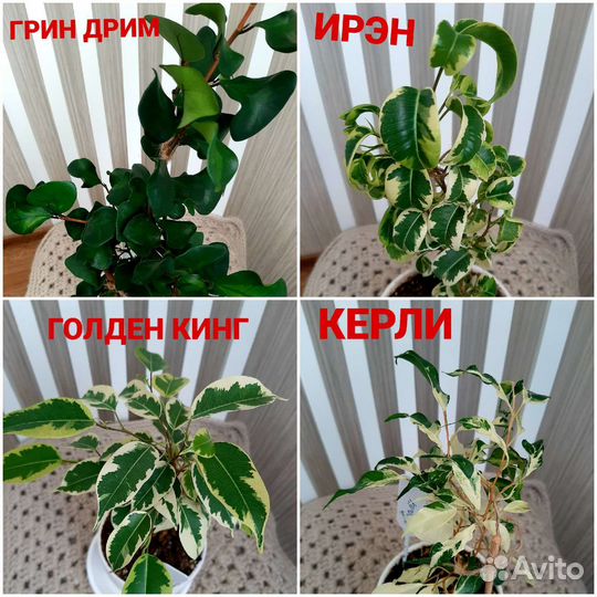 Сортовые фикусы