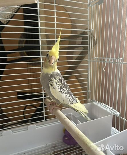 Попугай корелла мальчик