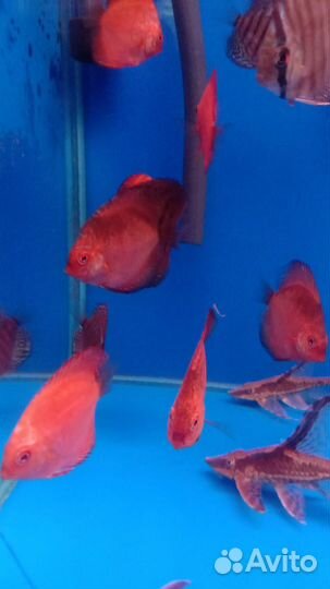 Аквариумные рыбки