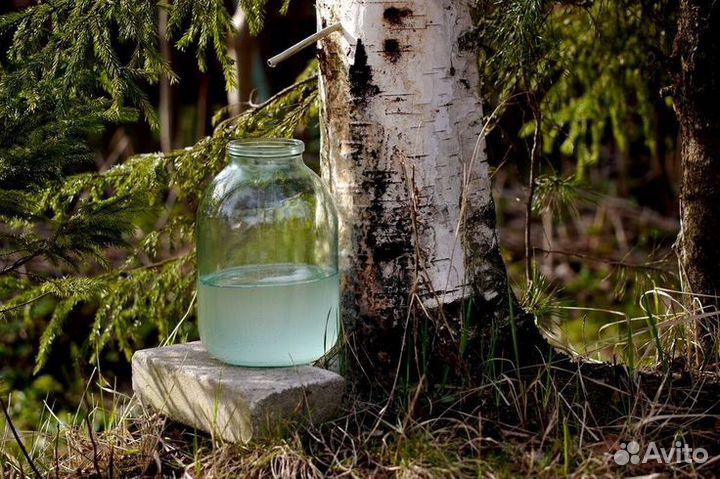 Натуральный березовый сок