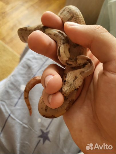 Императорский удав