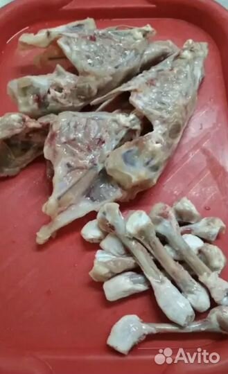 Куриные каркасы кости