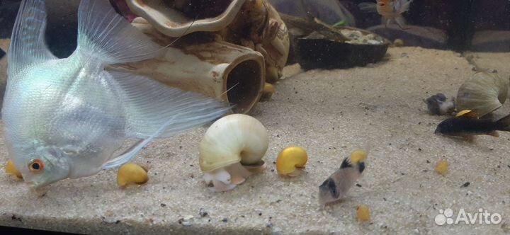 Улитки аквариумные ампулярии