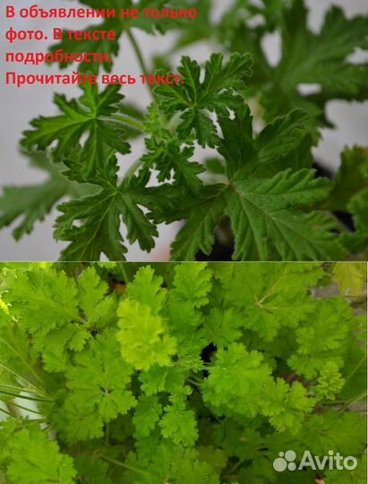 Пеларгония душистая (ароматные листья)