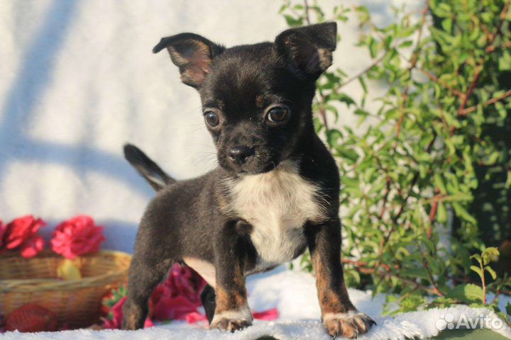 Чихуахуа щеночки г/ш и д/ш