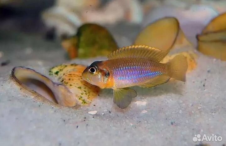Рыба собственного разведения