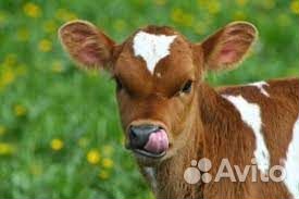 Телята бычки симен