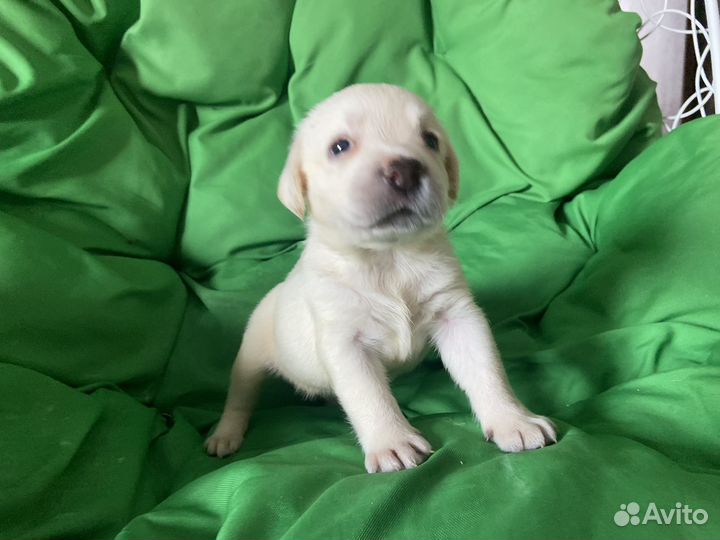 Щенки лабрадора палевые