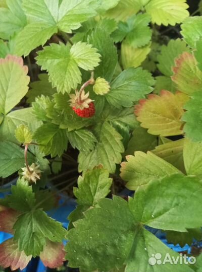 Земляника садовая рассада