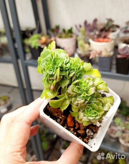 Эониумы, эхеверии