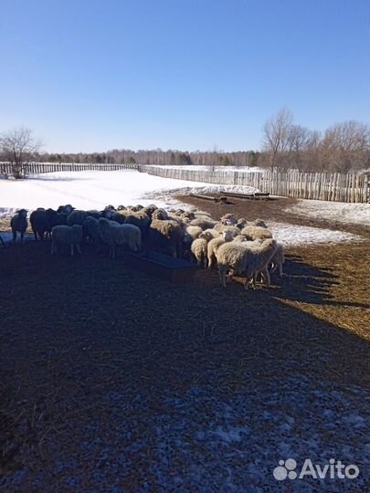 Овцы бараны ягнята