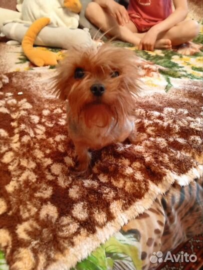 Собака в добрые руки отдам бесплатно