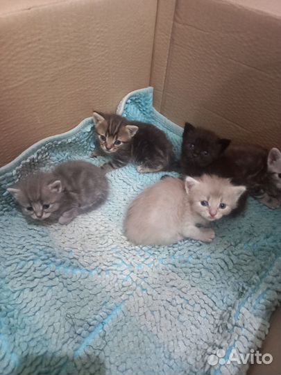 Отдам в добрые руки