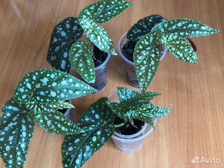 Бегония макулата