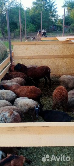Овцы-бараны ягнята