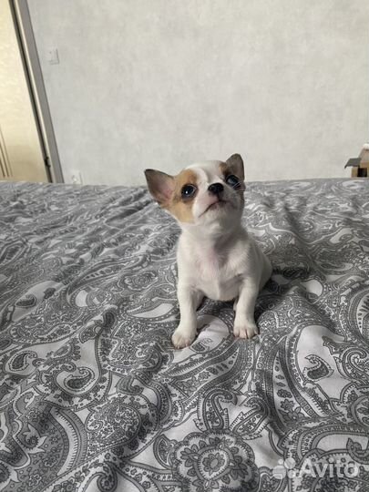 Чихуахуа мини