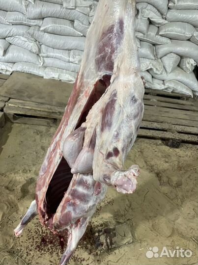 Овцы бараны ягнята