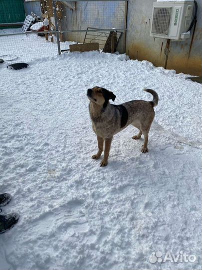 Милашка Айна