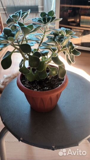 Аихризон-Дерево Любви