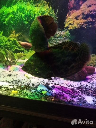 Готовый аквариум 260лт