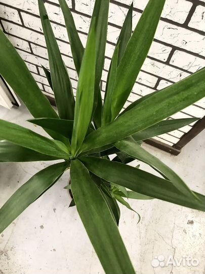 Пальма Юкка