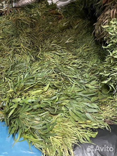 Листья Эвкалипта