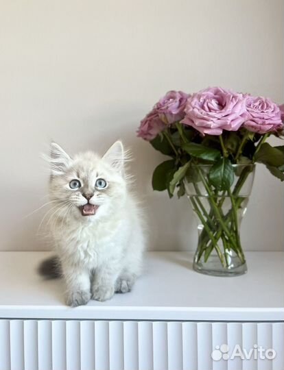 Невские маскарадные котята