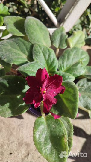 Цветы комнатные