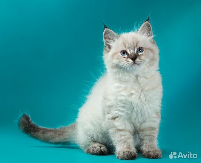 Невская маскарадная