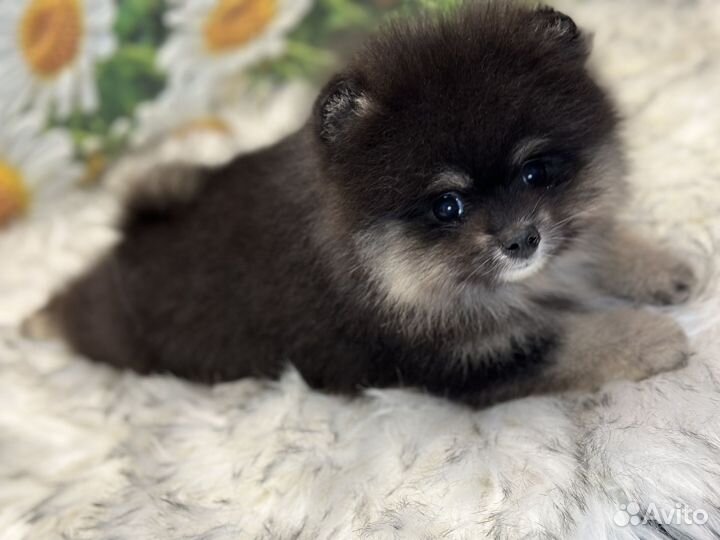 Микрошпиц девочка