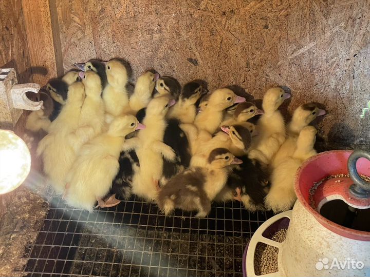 Утята индоутки