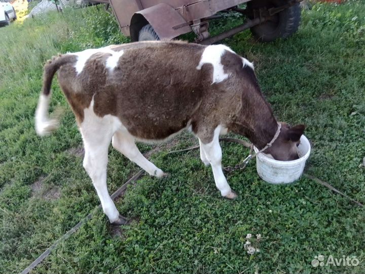 Телочка домашняя