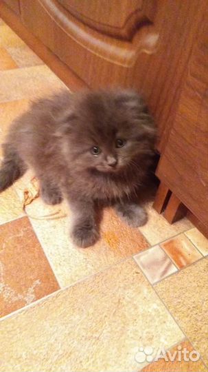 Котики