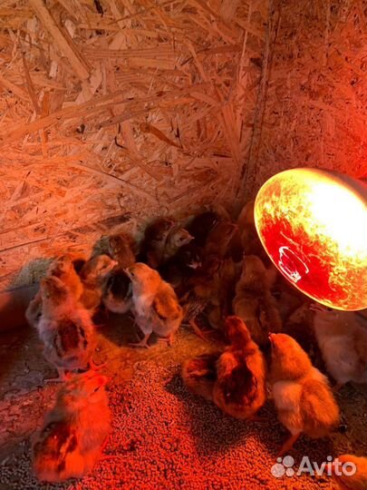 Цыплята суточные кучинская юбилейная