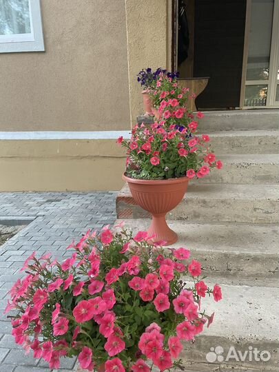 Рассада петунии