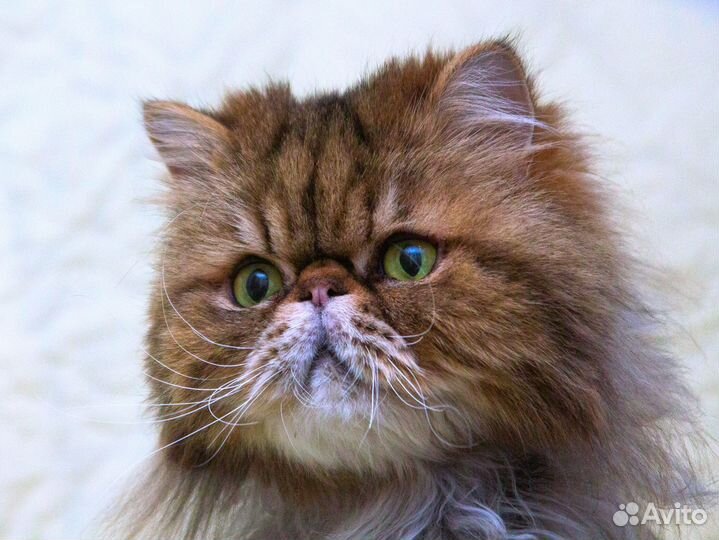 Персидский котик Маффин