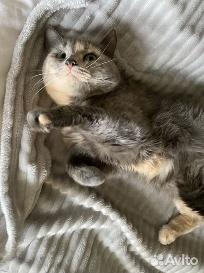 Кошка в добрые руки