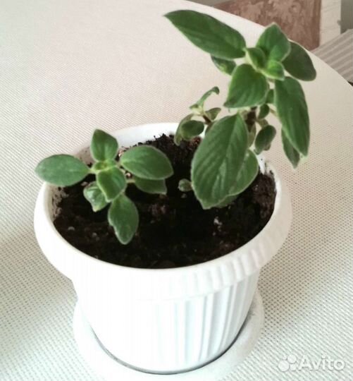 Стрептокарпелла