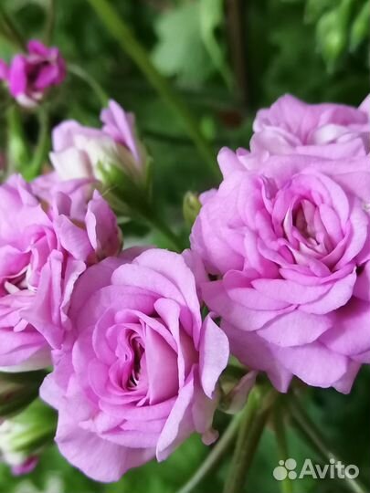 Пеларгонии сортовые