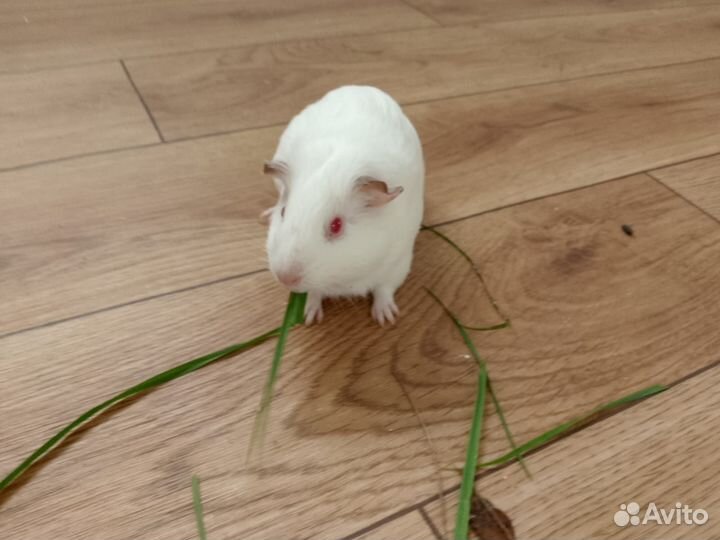 Морская свинка