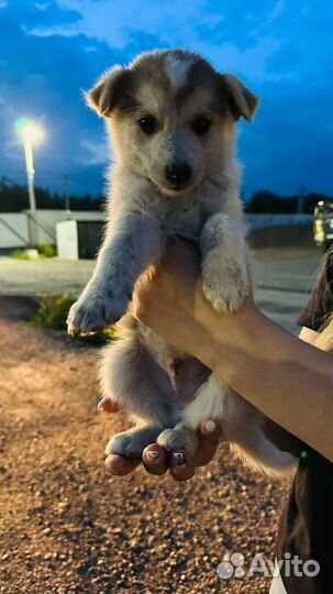 Щеночки в добрые руки